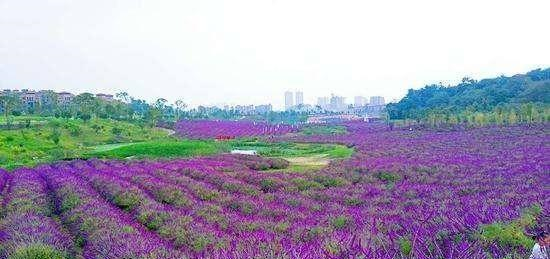 中国也有千亩花海,秋天赏美景的绝佳去处,错过再等一年