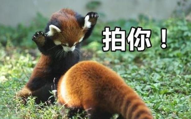 可爱的小熊猫,站起来就像是"火箭浣熊",蠢萌程度不亚于大熊猫