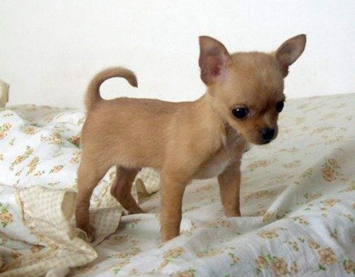 怎么看小狗狗有没有怀孕 792a8028ead7408d8a1987a7539d8394.jpeg