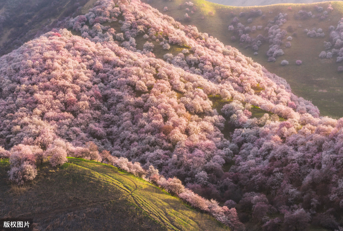 漫山遍野的杏花