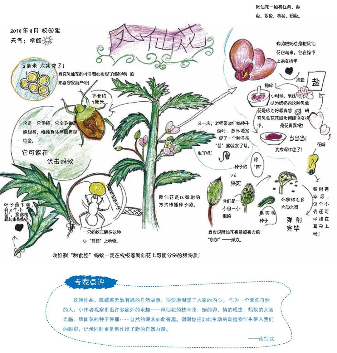 绘眼看自然长隆杯第二届自然笔记大赛获奖作品展示3