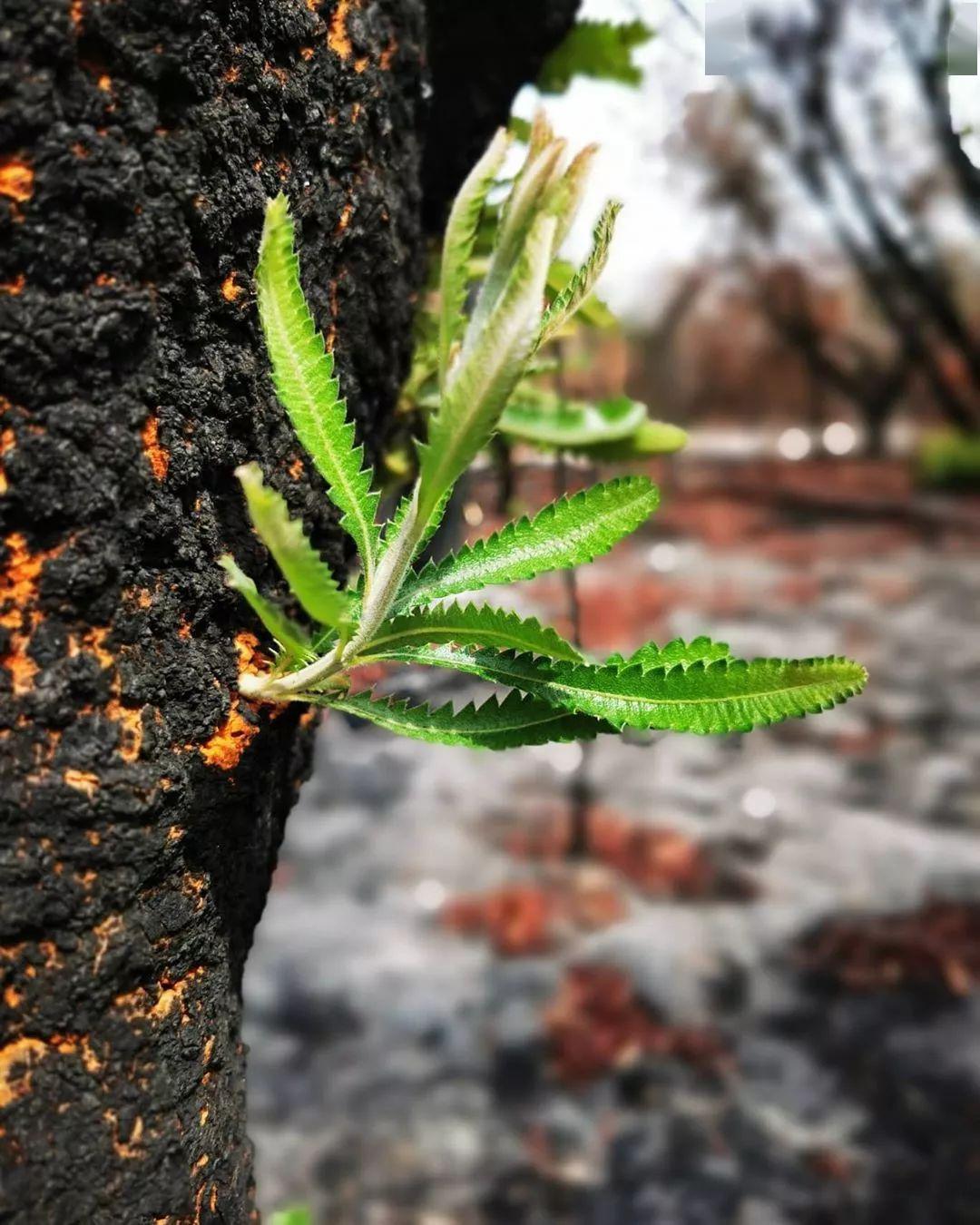 疯狂猜成语枯树开花_枯树开花图片(3)