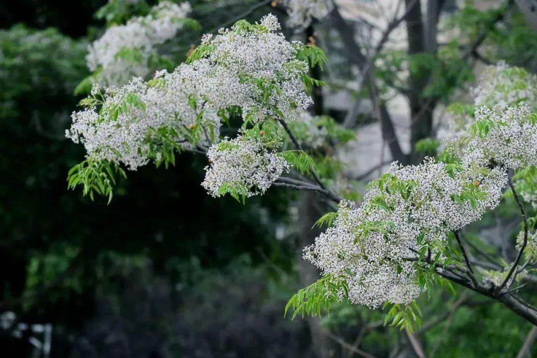 楝花谢尽,花信风止