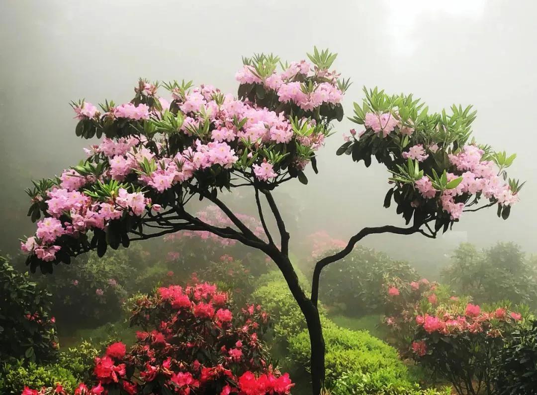 天台华顶山上的这片花海红了!_杜鹃花