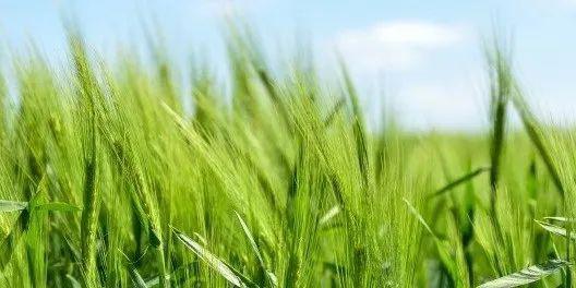 【几率】考上985、211的几率到底有多大？在普通班