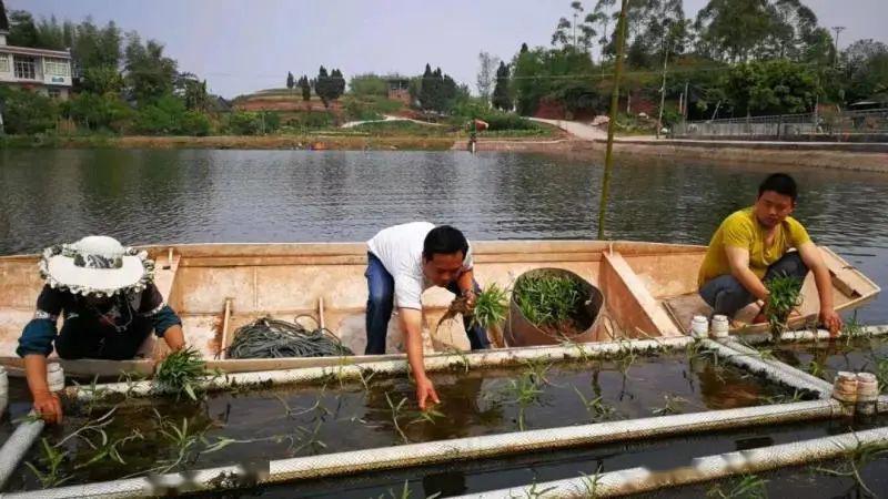 怎样种菜效益最好 a3b7d57ea308470598647e91a3c31d8e.jpeg