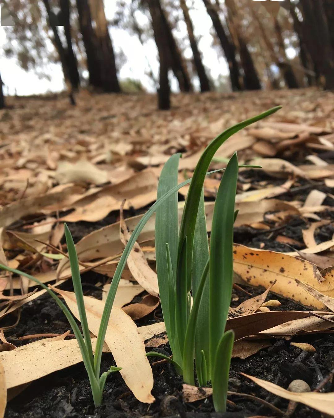 枯树开花疯狂猜成语_枯树开花图片(3)