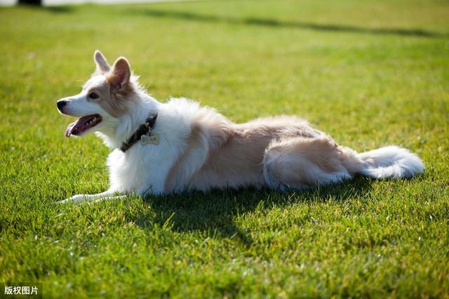 世界犬类智商排名_犬类智商排名(2)