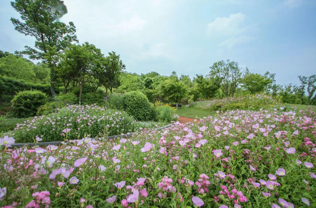 花开满地香山岛成仙境