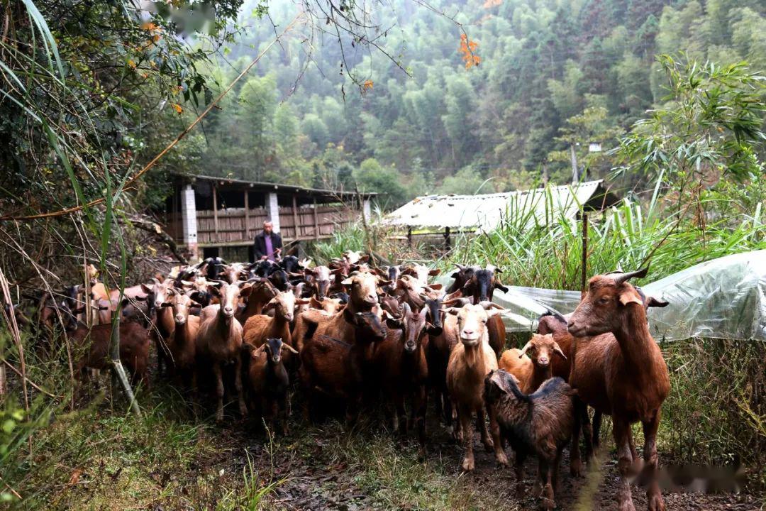 小康来敲门|宁化:小山羊"啃"出脱贫路