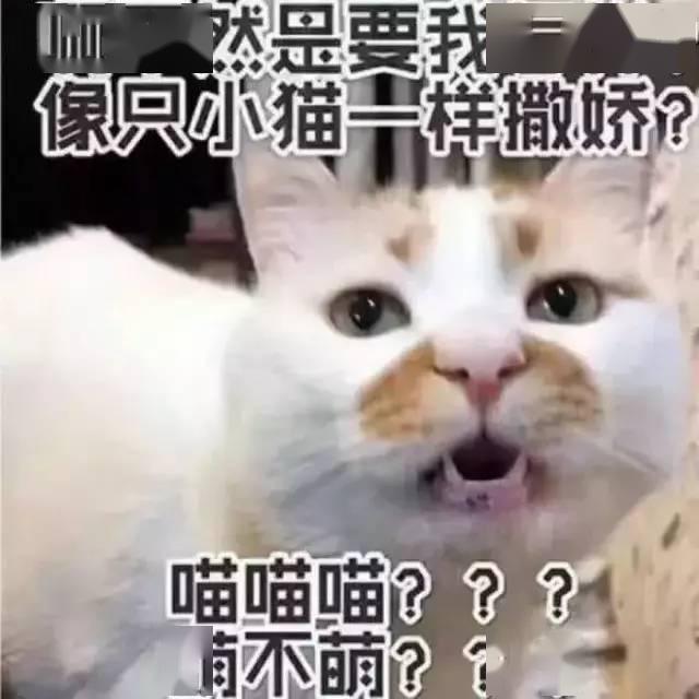 小猫喵喵喵简谱_喵喵小猫叫的儿歌简谱