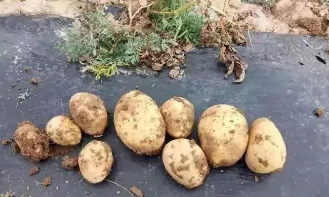 大绿虫子怎么炸 c69cdf1fce7f4121ac37323e88bfe432.jpeg