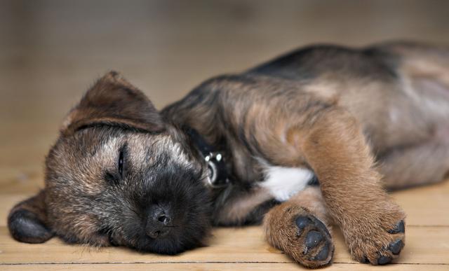 狗狗怎么叫英文 cf56cd744c654f4faf54c465d20db725.jpeg