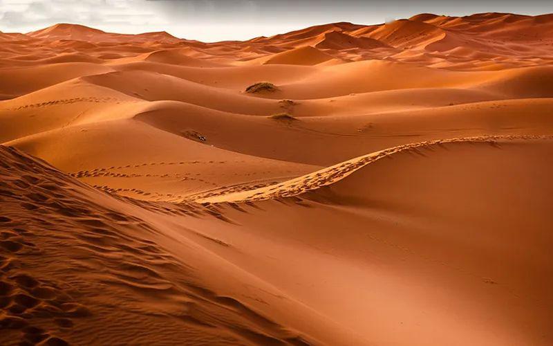 沙漠是一种特殊的生态系统