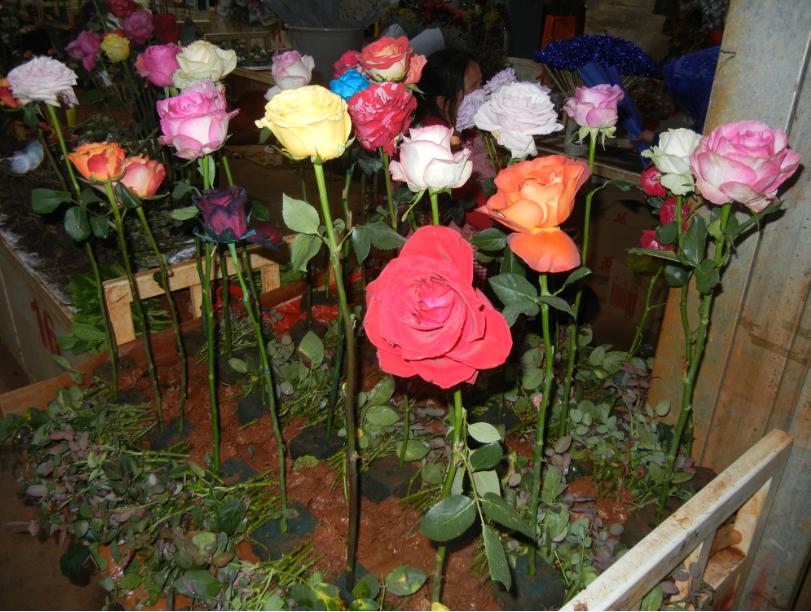 哪里能买到真正的玫瑰花盆栽 db112c2c342f48aeb2f64b2a1c3a7d2f.jpeg