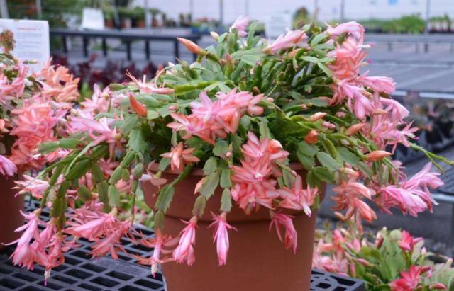 盆栽花卉怎么养才能长得快 dd544b070c9c426093fe4e7ed75bff28.jpeg