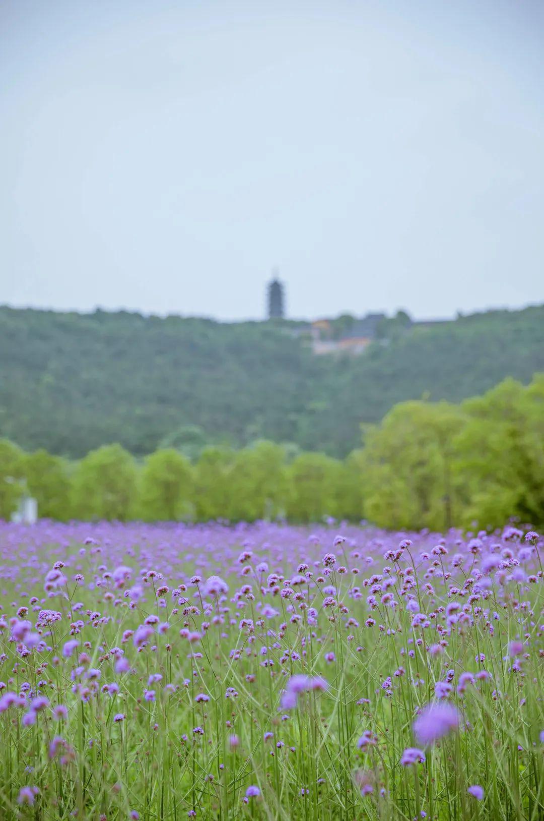 花开满地香山岛成仙境