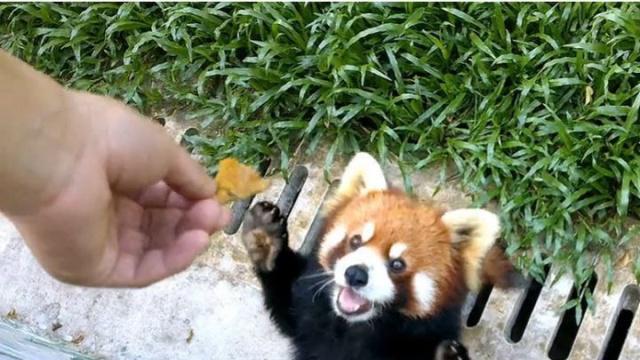 可爱的小熊猫,站起来就像是"火箭浣熊",蠢萌程度不亚于大熊猫