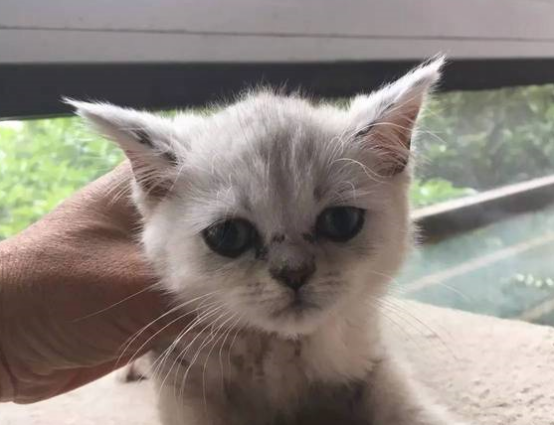 猫咪怎么才会得耳螨 00fea3ba273f4e86b31cc2a06f9f309f.png