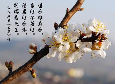 佳木斯市开展网上东极之春三江杏花节活动