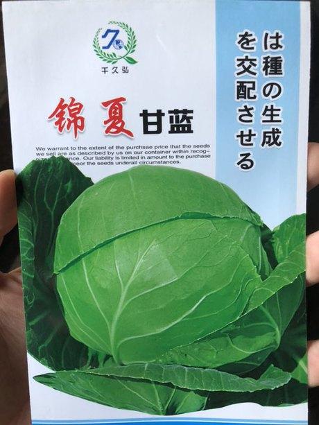 锦夏甘蓝种子越夏夏秋两用青绿甘蓝