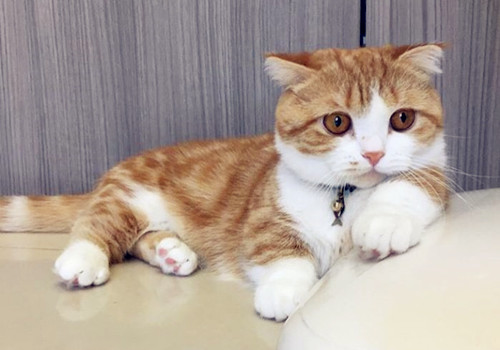 怎么看小猫是公猫母猫 088bb0237cf748499677826c4afaf3d6.jpeg