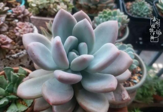 多肉小白药 09b9ed38b5644be7ae76c226e15a0201.jpeg