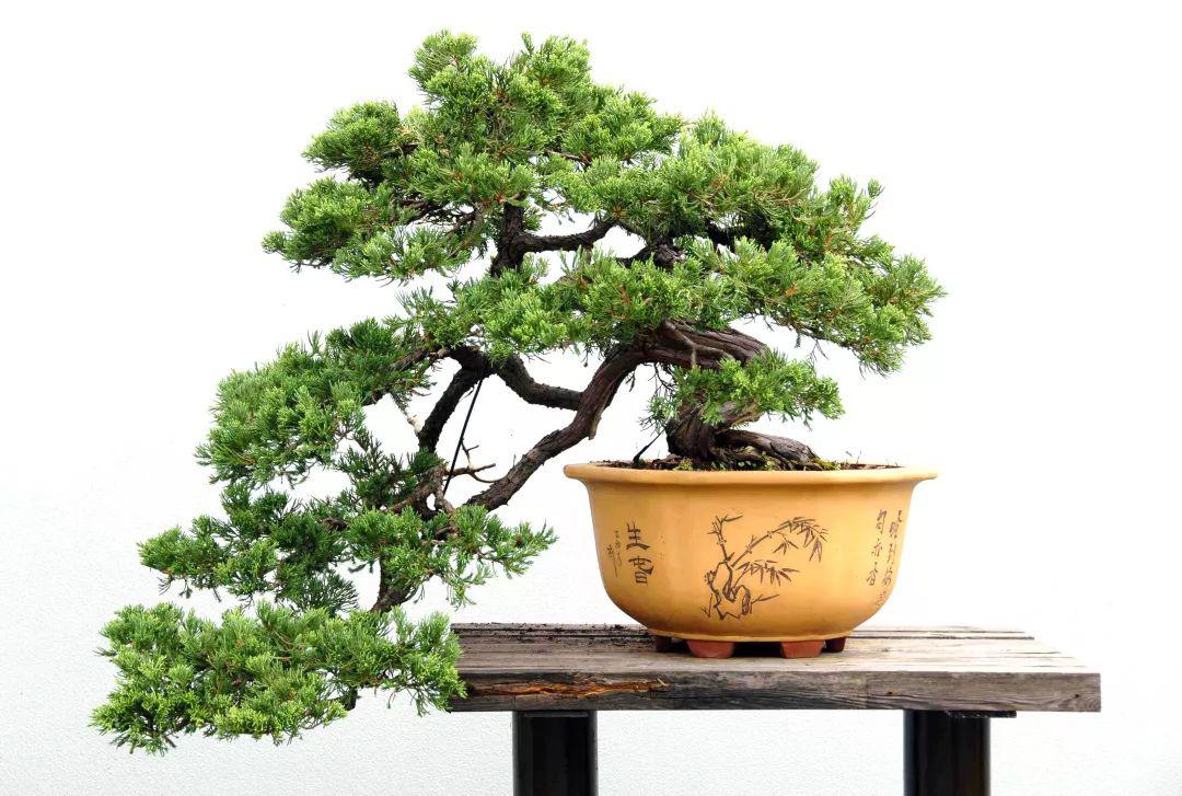树木盆景在育桩,蓄枝和成型三个阶段中,对土壤的要求各不相同