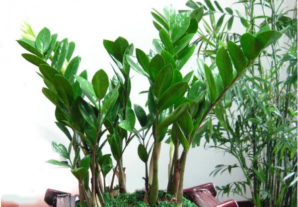 怎么养金钱树才长得好 15a79c1622ae4f7c893f69cea8853d68.jpeg