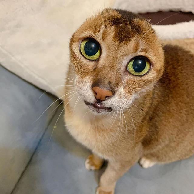 在咱们现实生活中,也有一只像哆啦a梦一样,没有耳朵的猫滗!