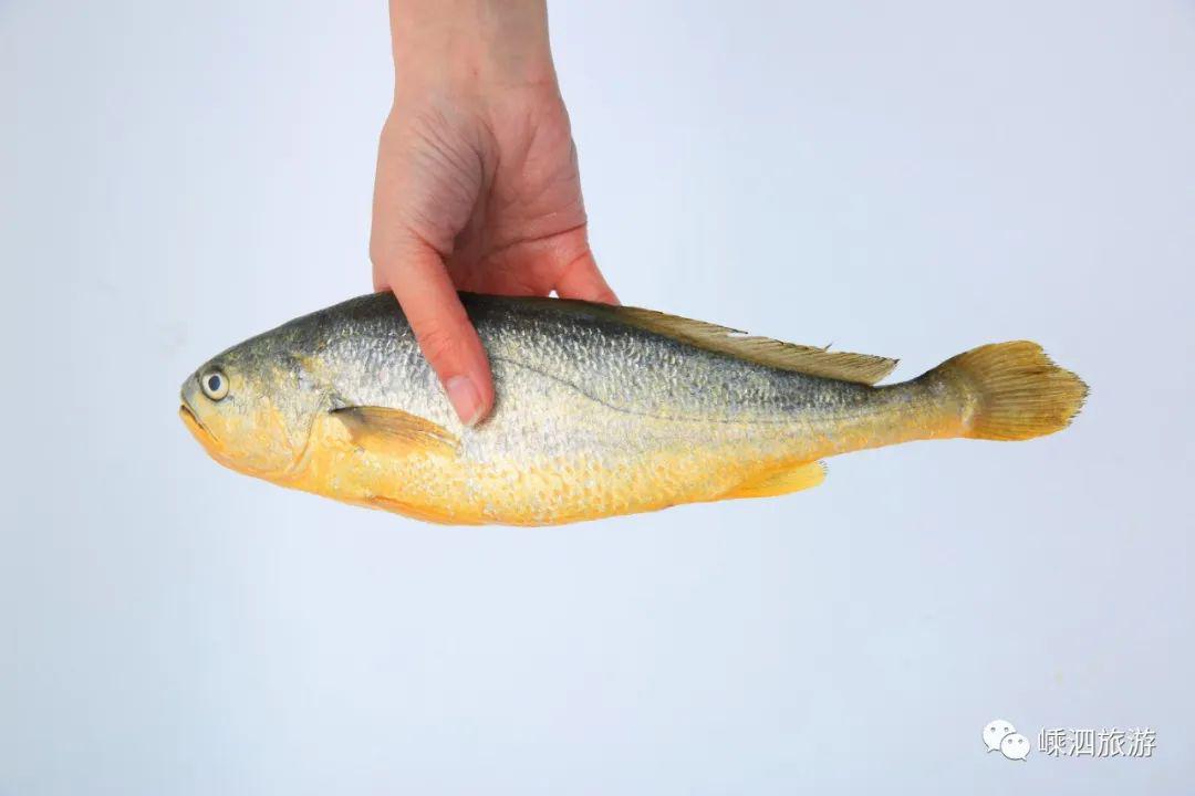 禁渔期没海鲜吃中国养殖大黄鱼中品质最好的就是嵊泗深海野化大黄鱼