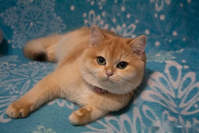 英国短毛猫毛色图鉴大全集,连载之二(金渐层