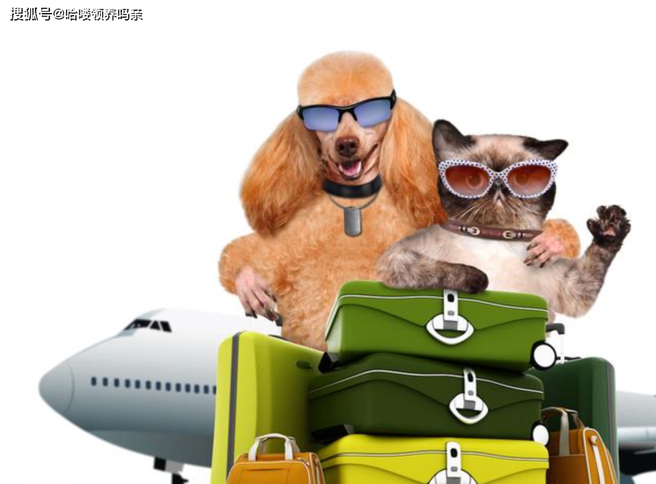 宠物托运,不止是准备航空箱那么简单,宠物托运费用你会计算吗