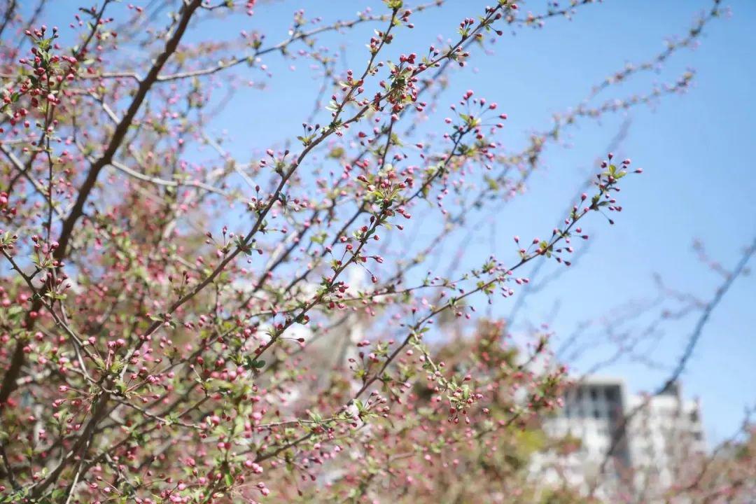 淮阴工学院教务系统_淮阴师范学院教务系统_江苏工院教务系统登录