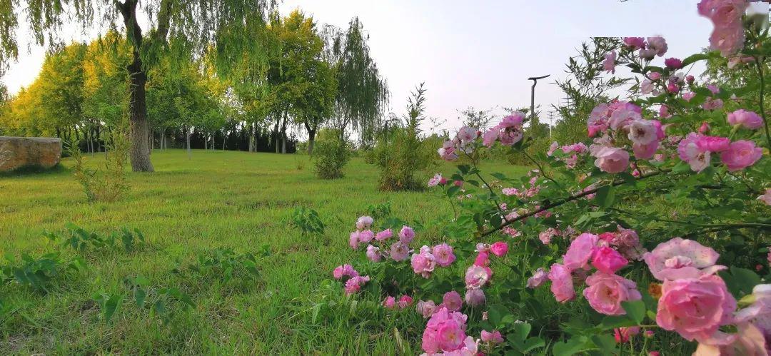 五月商河美景欣赏暮春初夏的风景在这里