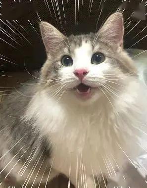 猫咪怎么洗澡才乖顺 4e6a3b5027f744c48de71577602e6308.jpeg