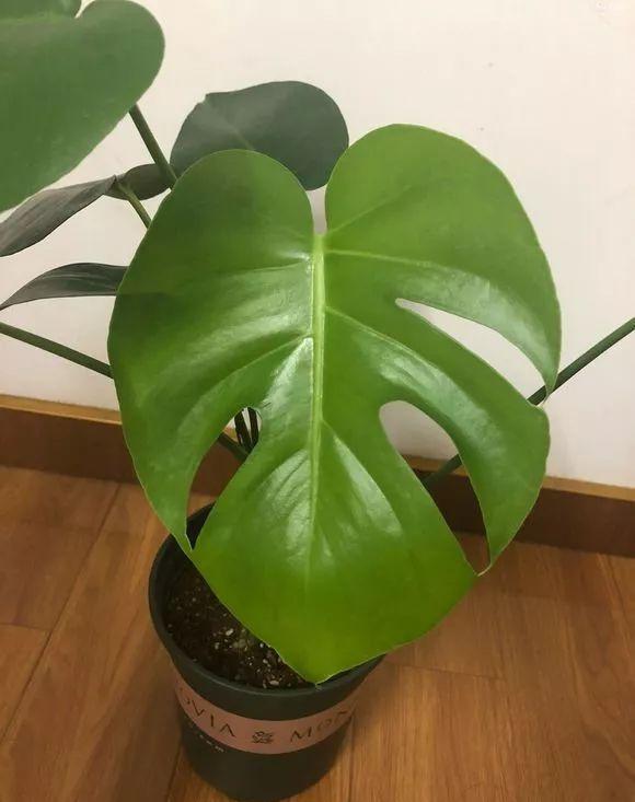 龟背竹怎么浇水比较好 53b2cc1fec92478f8ba87196f49de86b.jpeg