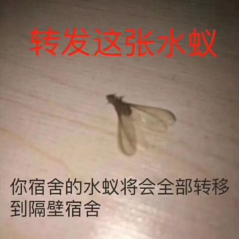 广州人注意最近将会有成千上万的飞蚁在你家繁殖产卵