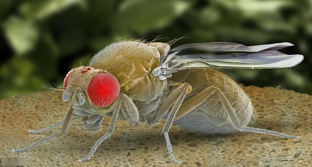 果蝇与科学丨为遗传学做出巨大贡献的果蝇,如此优秀怎么消灭