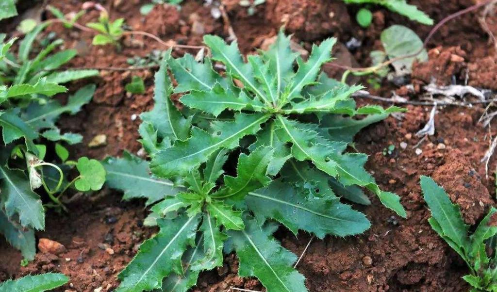 婆婆丁的种类 595a785d203841358c46cff78f28b20b.jpeg