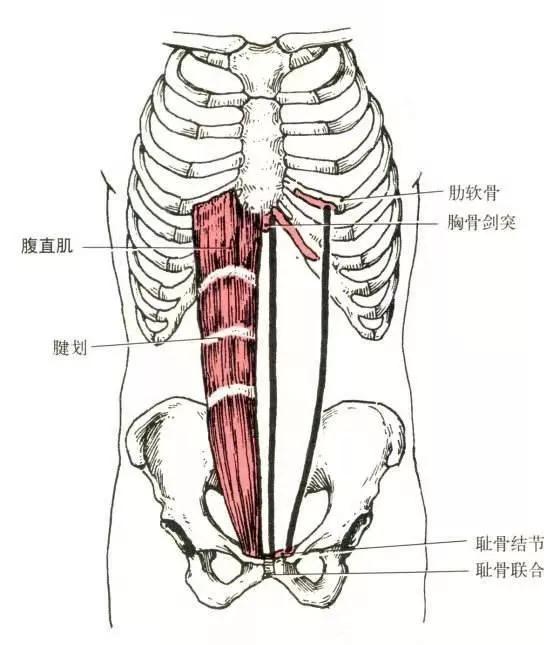 腹直肌起止点