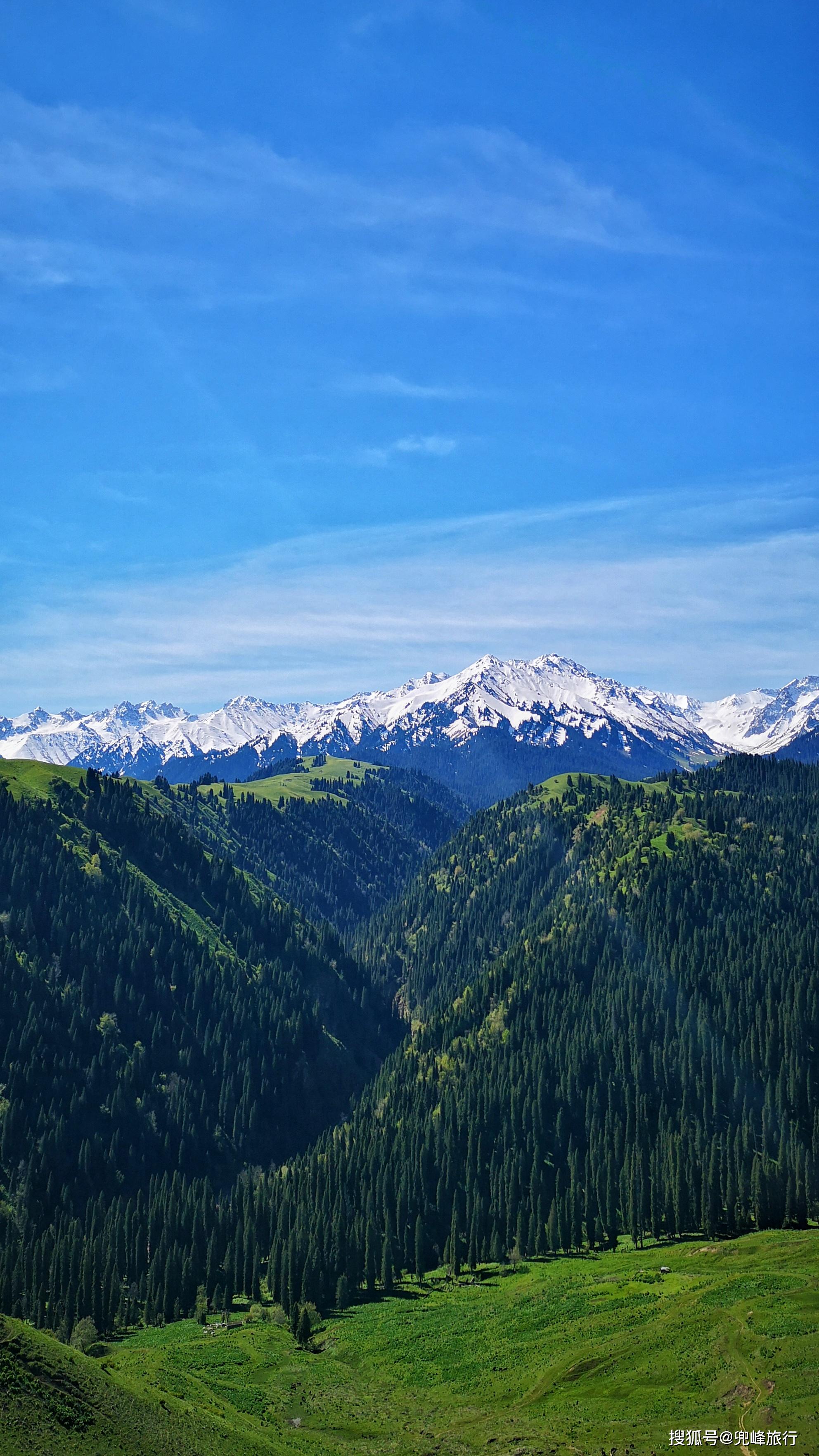 中国最美森林之一——新疆雪岭云杉林_天山