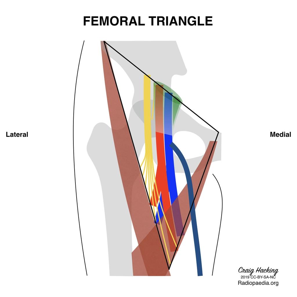 生殖股神经股支 femoral nerve: 股神经 common femoral artery: 股