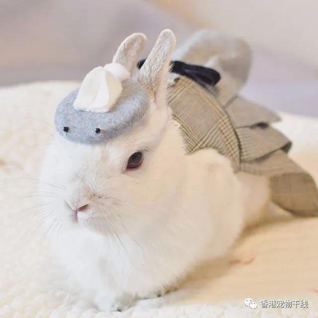 兔子网红宠物 65c2d7391abb4ece9cc1b02816a95510.jpeg
