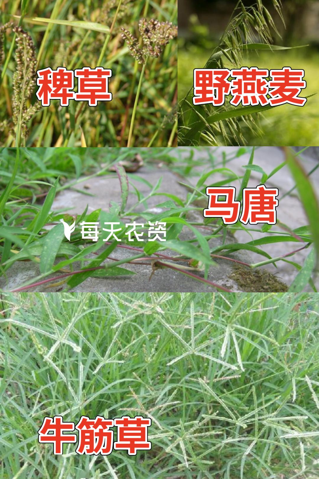 双穗雀稗,狗牙根,白茅,匍匐冰草,芦苇等一年生和多年生禾本科杂草