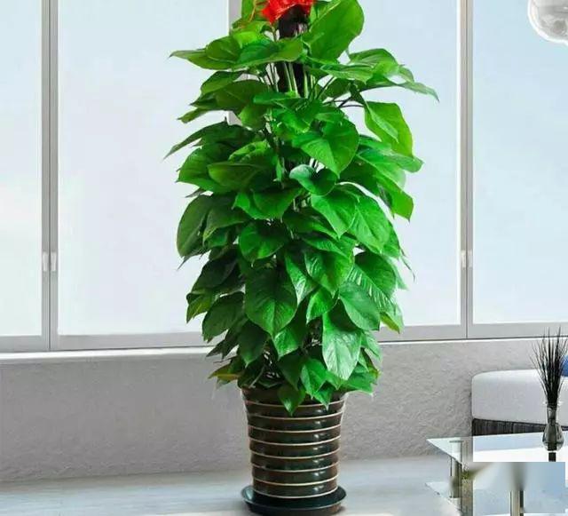 客厅摆放什么植物,优雅大方又有温馨氛围?