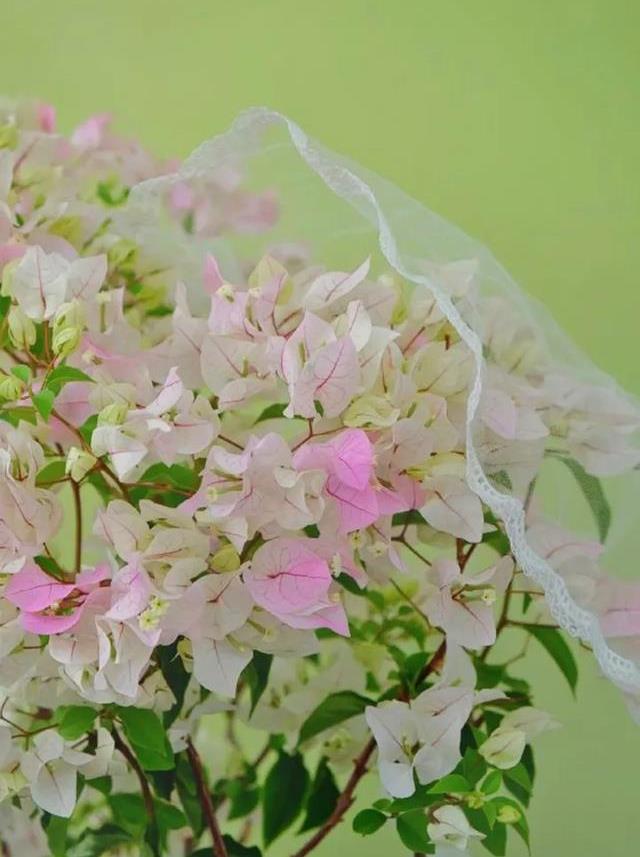 精品三角梅花图片 74f903b182a7444bb084b717240b75be.jpeg