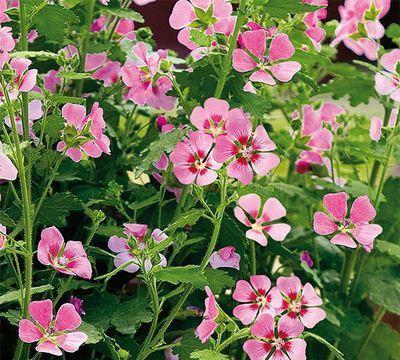 石斛怎么养长得快几月开花 785baa4ae20a482885c5370dad47ddbd.jpeg