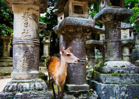 奈良古都遗迹,东大寺,大佛,春日大社,奈良公园,吉野赏花景点,奈良