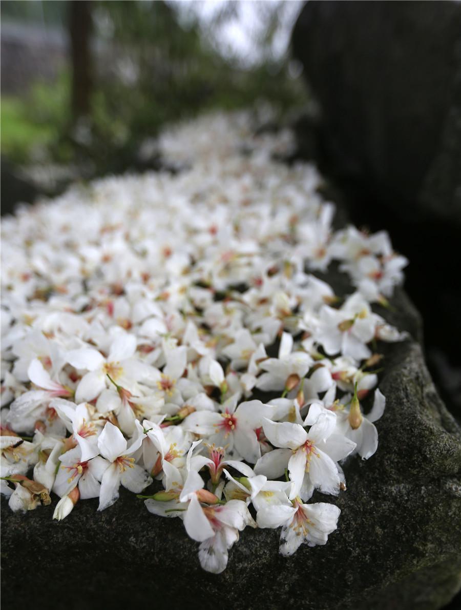 中国·楠溪江首届桐花节来了!精彩内容先睹为快!